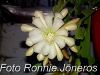 epiphyllum crenatium